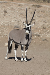 Gemsbok, Oryx gazela, Gemsbok National Park, South Africa