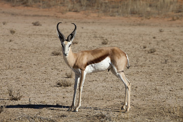 Springbok, Antidorcas marsupialis, Kalahari, South Africa