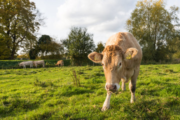 Portrait of a young light brown cow