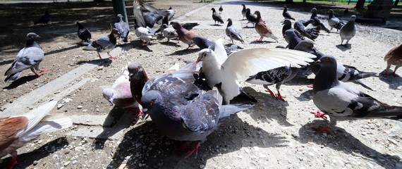 doves and pigeons flutter in the City Park to eat the crumbs