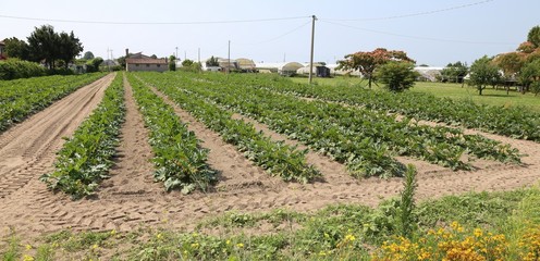 field of green zucchini in summer