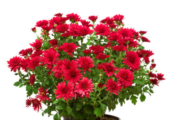 Bouquet of red flowers of chrysanthemums