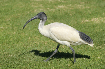 Australia, Zoology