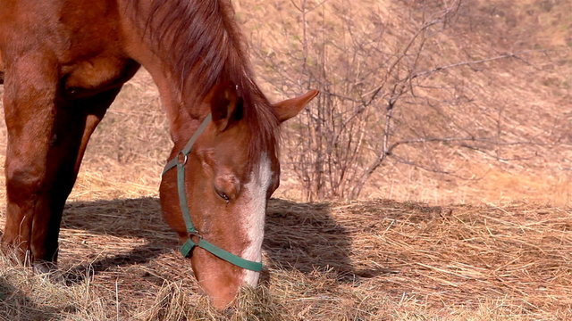 A brown horse eating and eating some grass from the hay