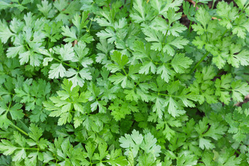 Closeup photo of home grown Flat leaved Parsley in a pot