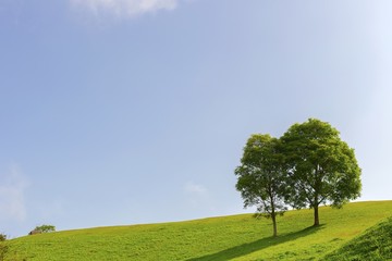 Trees on the hill with sky background.
