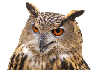 Obraz premium Eurasian eagle-owl Portrait isolated on white background