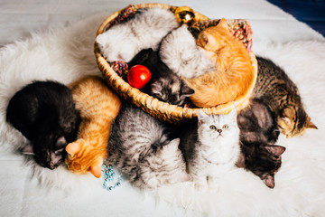 Obraz premium katzenbabys