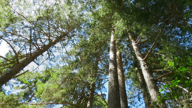 still shot of tall trunk pine trees with branches in green forest through sun light in nature Guadarrama mountains near Madrid Spain Europe
