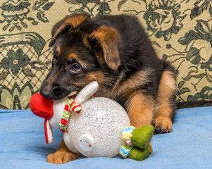 German shepherd puppy