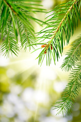 Naklejka premium Image of spruce branches