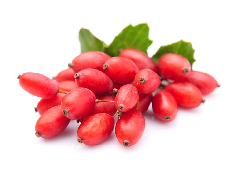 Barberry with leaves