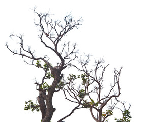 Dead and dry tree is isolated on white background