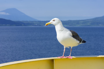 Seagull