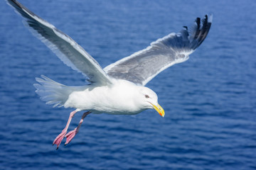 Seagull