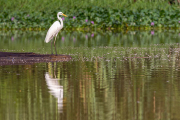 aigrette