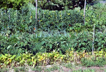 lush garden with many vegetables in summer © ChiccoDodiFC