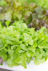 Green salad plant.