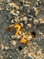 Zoology, crab