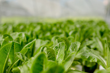 Organic hydroponic vegetable cultivation farm