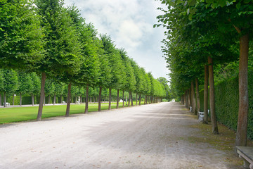 Fototapeta na wymiar Tall trees along the footpath