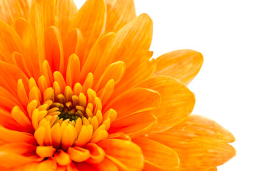 Beautiful orange chrysanthemum
