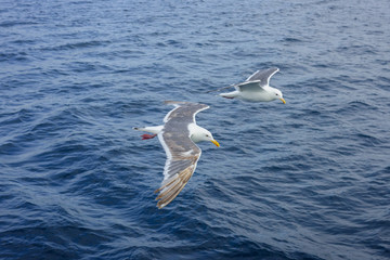 Seagulls