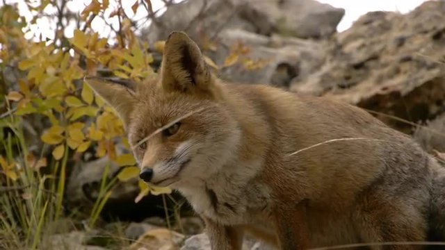  red fox, sniffing around, with deciduous tree branch yellow   