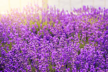 Fototapeta premium beautiful lavender flowers blossom in the garden