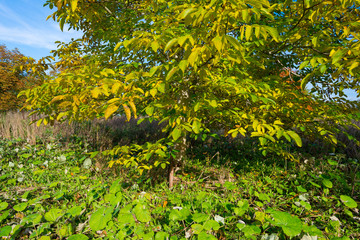 Chestnut tree in a field in autumn colors