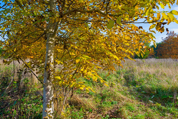 Chestnut tree in a field in autumn colors