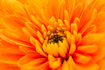 Orange  Chrysanthemum Flower Centre Closeup