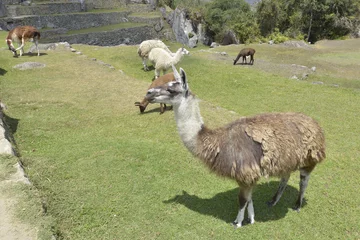 Fotobehang Llamas en Machu Picchu, Perú © Oscar Espinosa