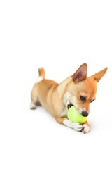 Cute little dog chewing on ball