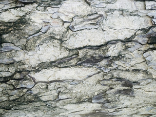 Obraz na płótnie Canvas Rain tree trunk bark texture
