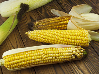 ripe corn