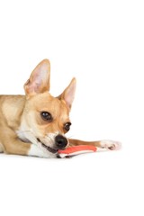 Cute dog chewing on toothbrush