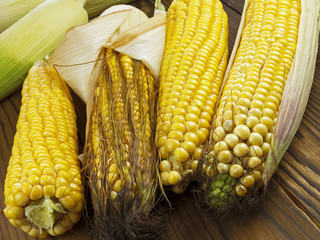 ripe corn © olgapavlova