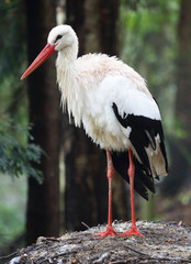 stehender Storch