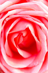 Pink rose close up.