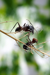 Two ants on a branch