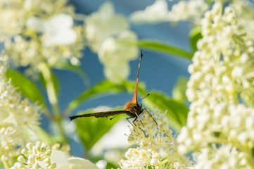 Peacock butterfly in between white flowers
