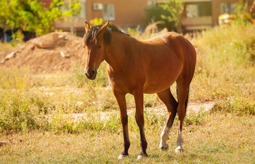 Obraz premium Horse in sity