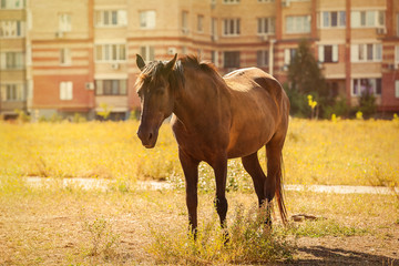 Horse in city