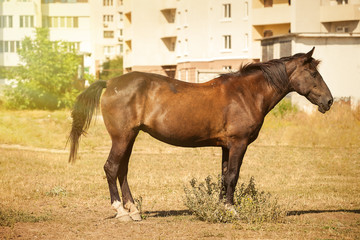 Horse in city