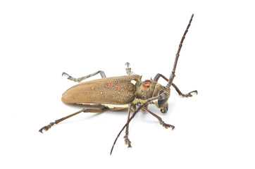 Mango tree borer isolated on white.