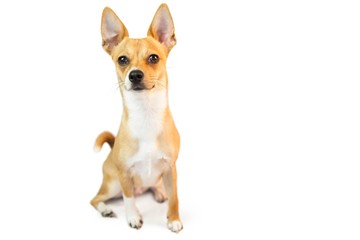 Cute little chihuahua dog