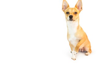 Cute little dog looking at camera