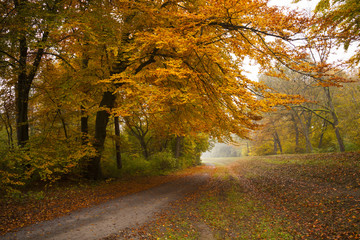 Pathway through the autumn forest
