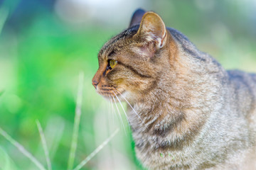 緑の中ののらねこ